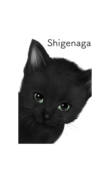 [LINE着せ替え] しげなが用可愛い黒猫子猫の画像1