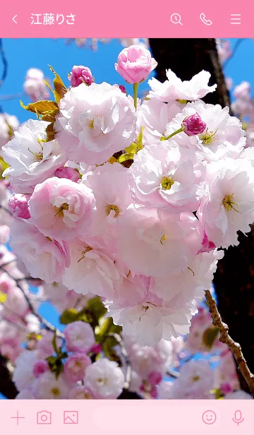 [LINE着せ替え] 「八重桜」きせかえの画像3