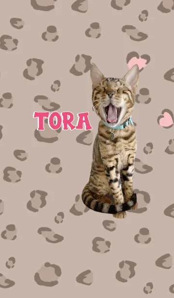 [LINE着せ替え] TORA -ねこのとら-の画像1