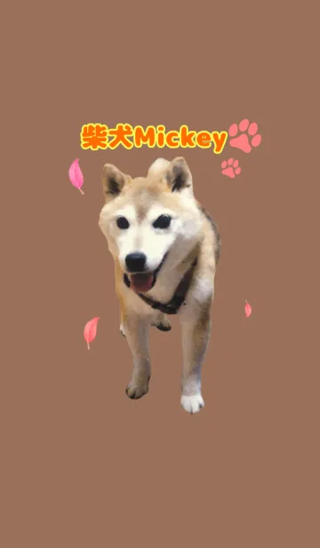[LINE着せ替え] 柴犬ミッキーの着せ替えの画像1