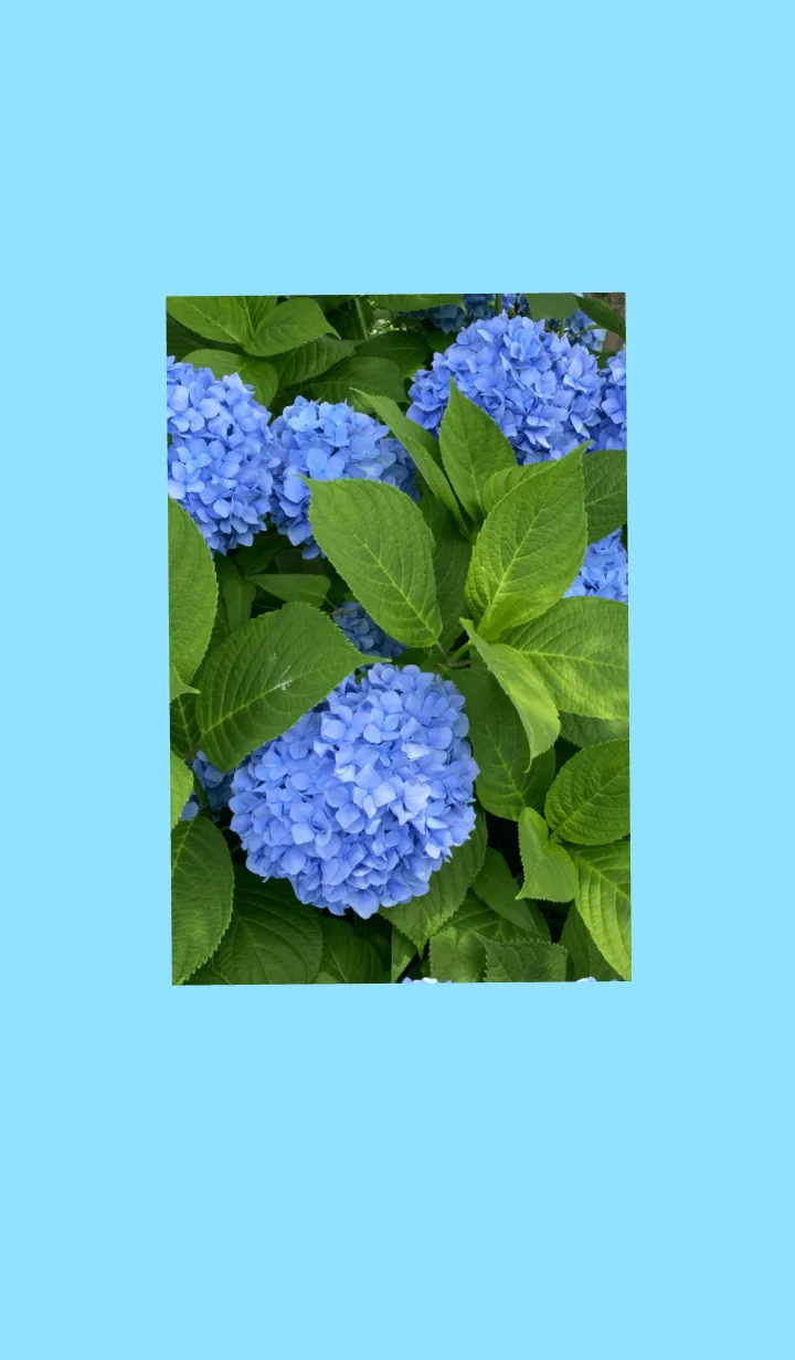 青いアジサイの着せ替えメイン画像