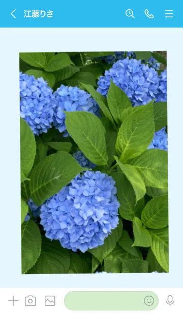 [LINE着せ替え] 青いアジサイの画像3