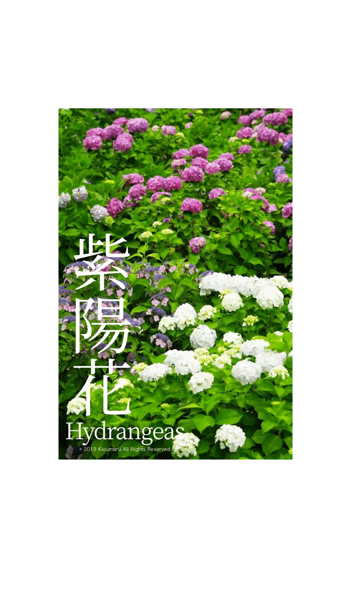 [LINE着せ替え] 紫陽花 - Hydrangeas -の画像1