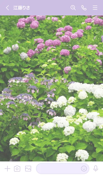 [LINE着せ替え] 紫陽花 - Hydrangeas -の画像3