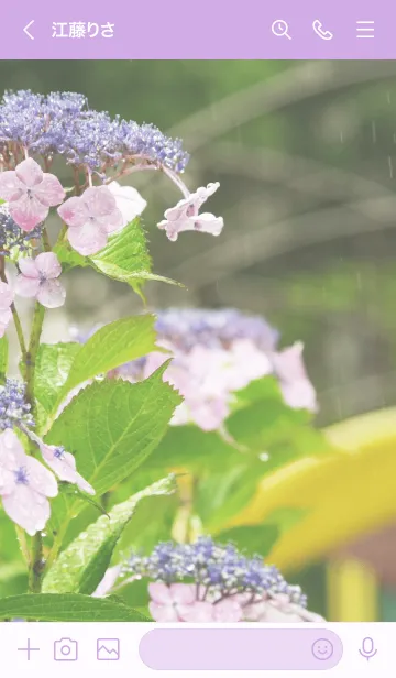 [LINE着せ替え] 紫陽花 - Hydrangeas - #2の画像3