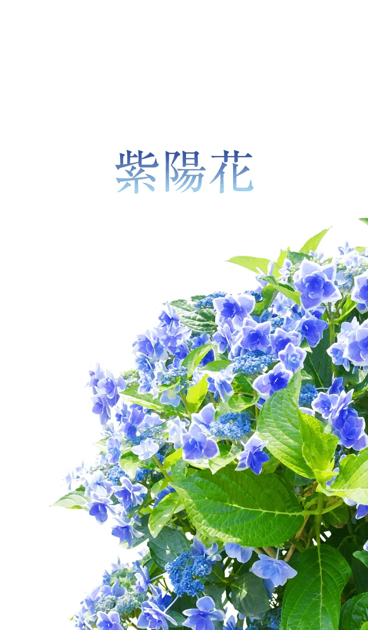 [LINE着せ替え] 「青い紫陽花」の着せ替えの画像1