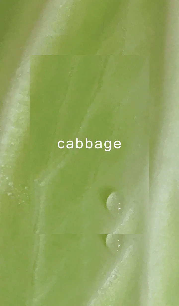 [LINE着せ替え] キャベツ01_1の画像1