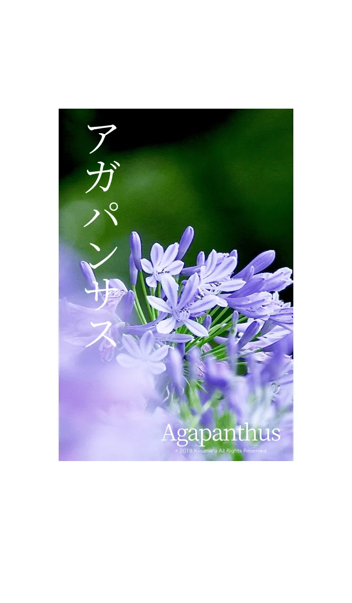 [LINE着せ替え] アガパンサス - Agapanthus -の画像1