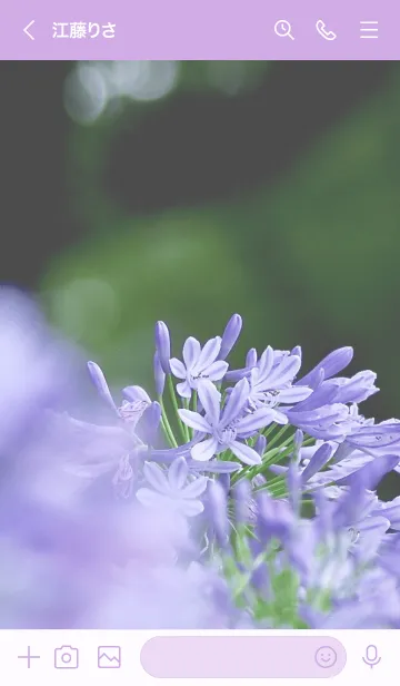 [LINE着せ替え] アガパンサス - Agapanthus -の画像3