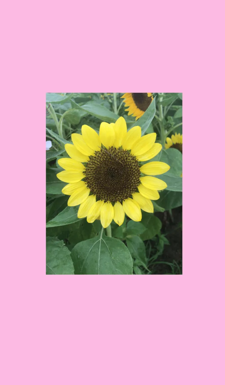 [LINE着せ替え] ひまわり 向日葵 SunFlowerの画像1