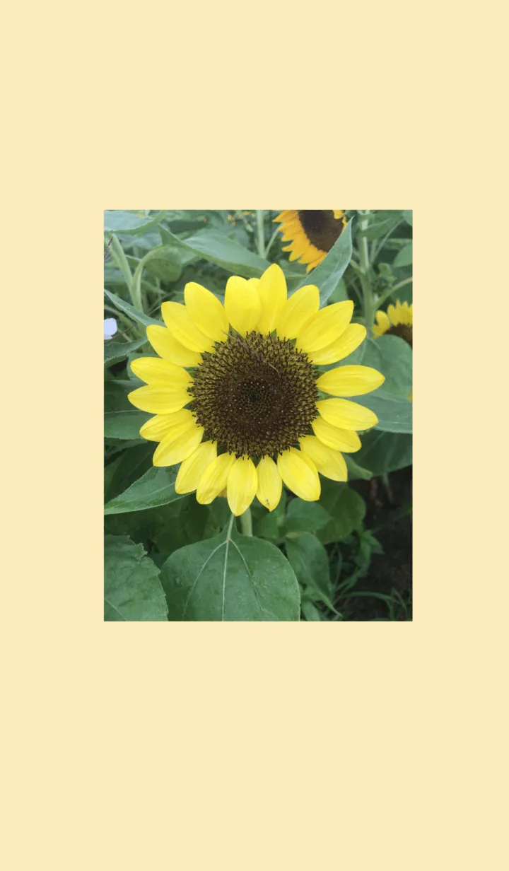 [LINE着せ替え] ひまわり Sunflower  向日葵の画像1