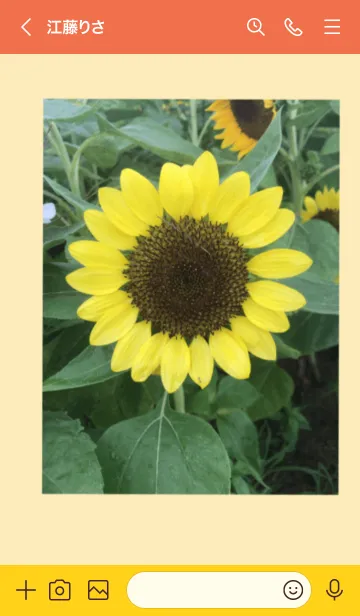 [LINE着せ替え] ひまわり Sunflower  向日葵の画像3