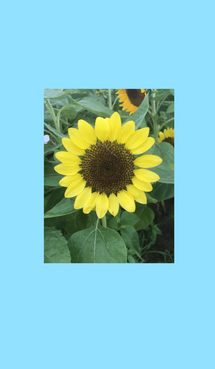 [LINE着せ替え] ひまわり sunflower 向日葵 ☆の画像1