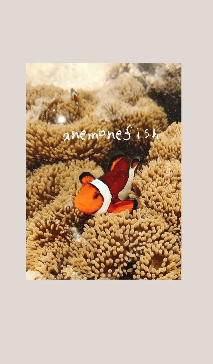 [LINE着せ替え] Natural_sea_06_anemonefishの画像1