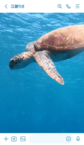 [LINE着せ替え] Natural_sea_05_turtleの画像3