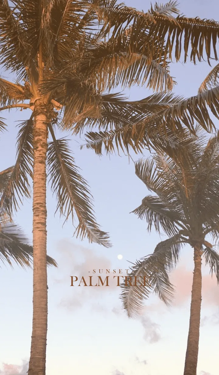 [LINE着せ替え] PALM TREE -SUNSET- 8の画像1
