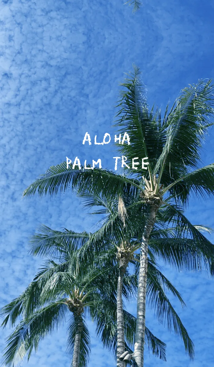 [LINE着せ替え] ALOHA PALM TREE.の画像1