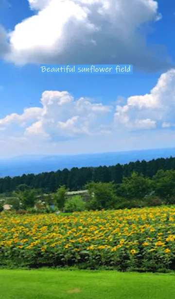 [LINE着せ替え] Beautiful sunflower field！！の画像1