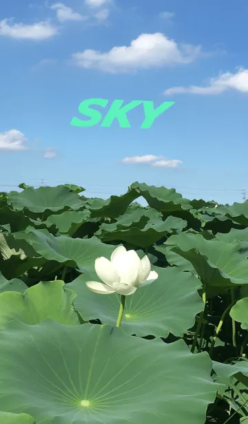 [LINE着せ替え] Sky13 ハスの画像1
