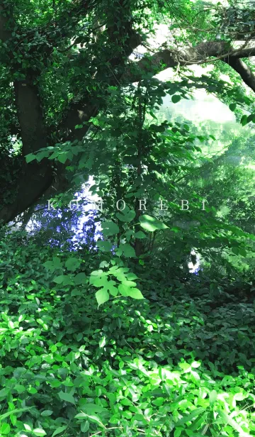 [LINE着せ替え] komorebi -MEKYM- 13の画像1