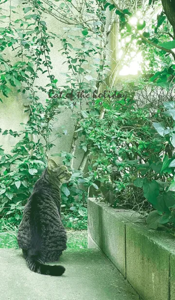 [LINE着せ替え] Cat of the holiday 14の画像1