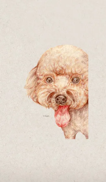 [LINE着せ替え] かわいい貴賓犬の画像1