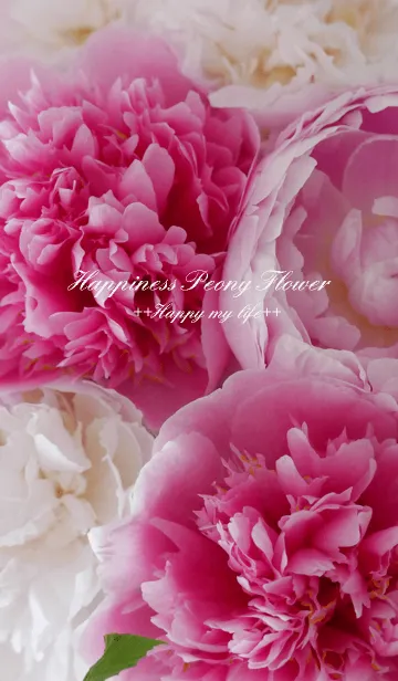 [LINE着せ替え] Happiness Peony Flower～幸せの芍薬～の画像1