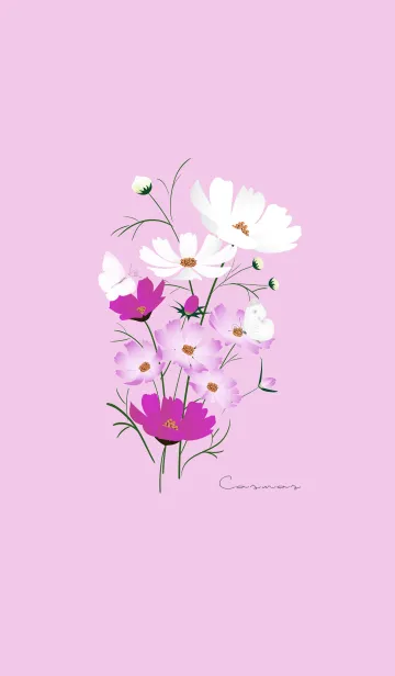 [LINE着せ替え] ～「秋桜」～♥ピンクパープル27_1の画像1