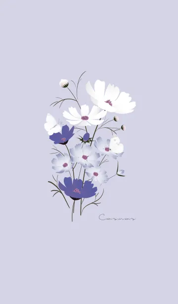 [LINE着せ替え] ～「秋桜」～♥パープル19_1の画像1