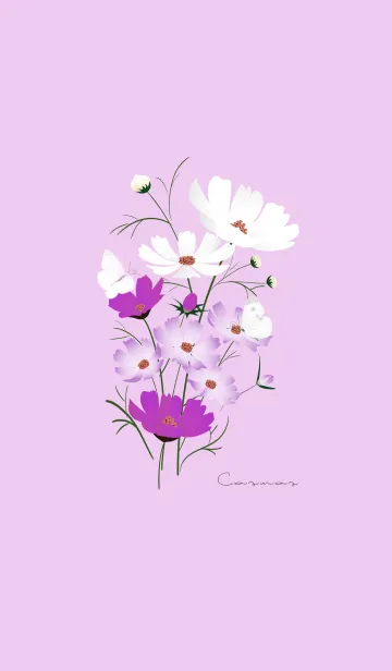 [LINE着せ替え] ～「秋桜」～♥パープル28_1の画像1