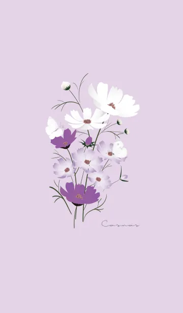 [LINE着せ替え] ～「秋桜」～♥パープル20_1の画像1