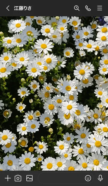 [LINE着せ替え] Daisy flower1の画像3