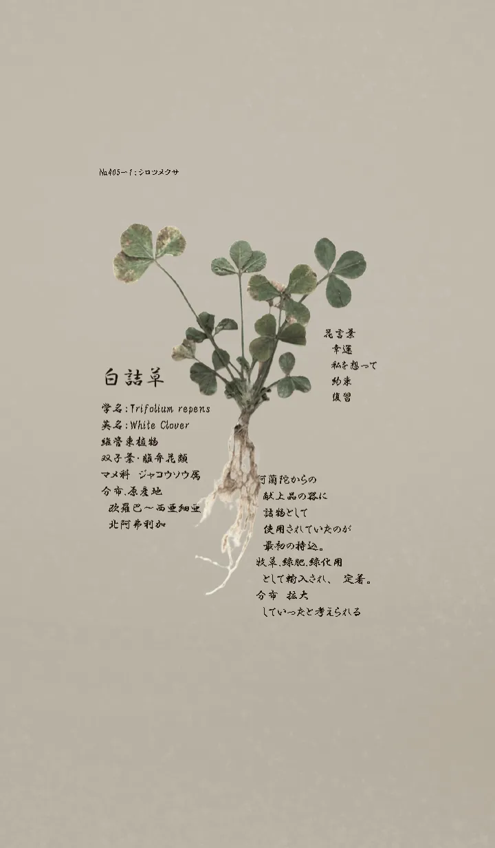 [LINE着せ替え] 白詰草～Trifolium repens～の画像1