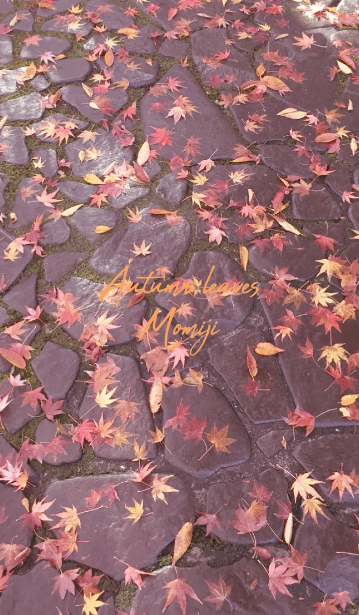 [LINE着せ替え] Autumn leaves Momiji 6の画像1