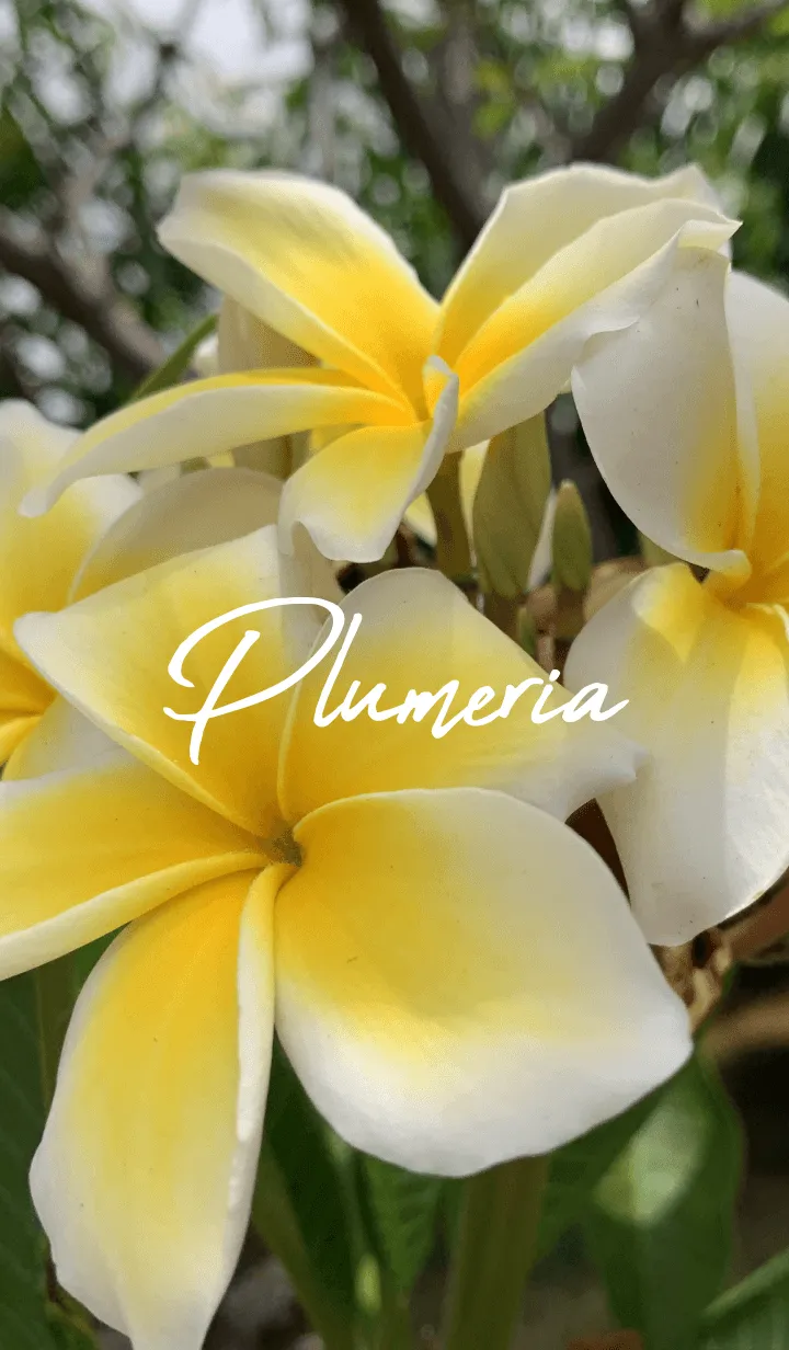 [LINE着せ替え] Plumeria..の画像1