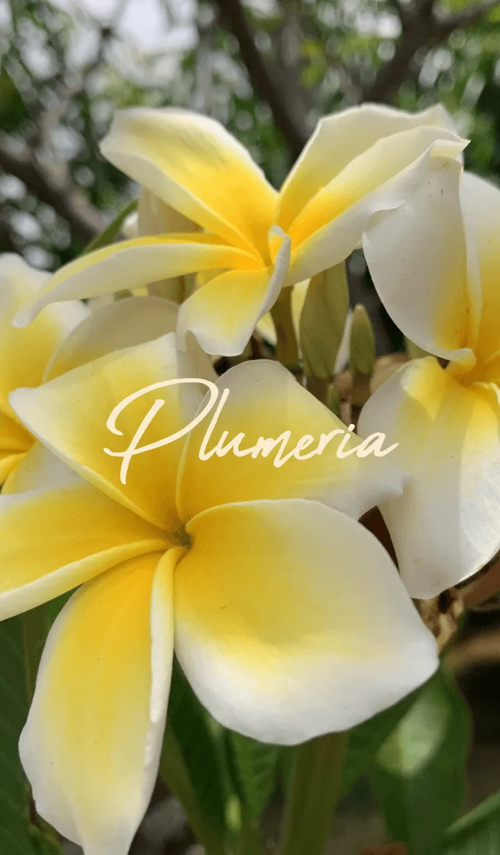 [LINE着せ替え] Plumeria..9の画像1