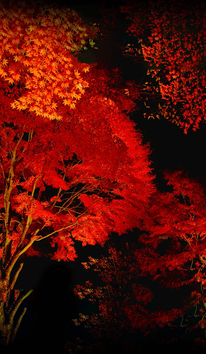 [LINE着せ替え] 幻想的な夜の紅葉の画像1