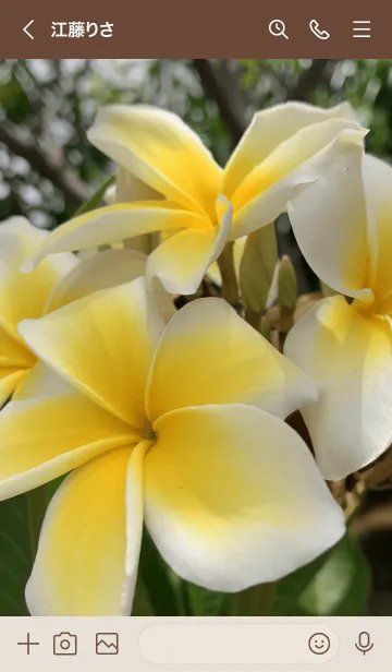 [LINE着せ替え] Plumeria..16の画像3