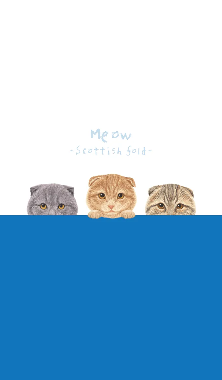 [LINE着せ替え] 猫 - スコティッシュフォールド - 白×青色の画像1