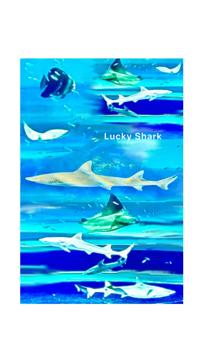 [LINE着せ替え] 幸運の鮫 Lucky Shark 全運気上昇の画像1