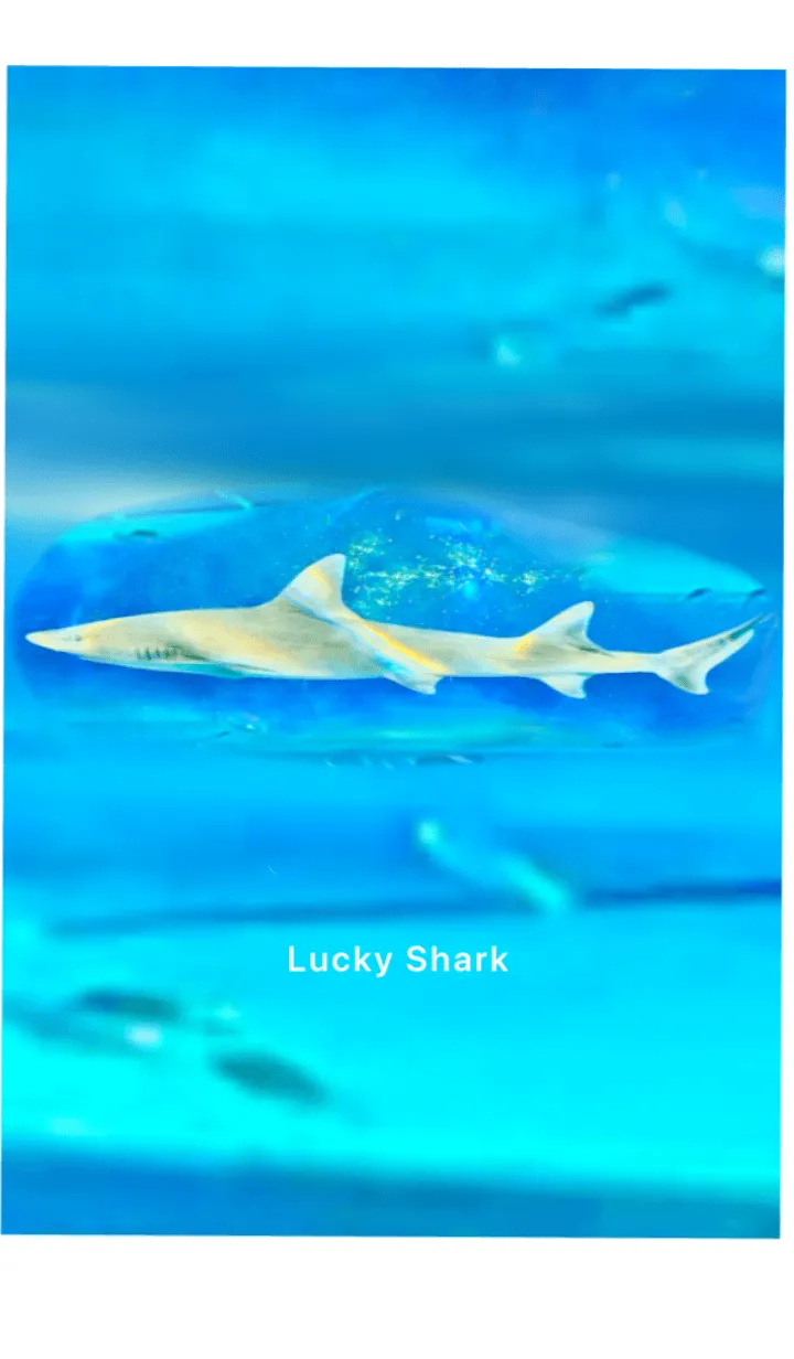 [LINE着せ替え] 幸運の鮫 全体運上昇 Lucky Sharkの画像1