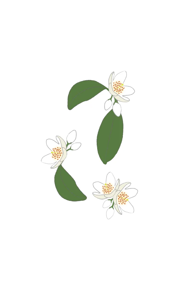 [LINE着せ替え] 白い花＊榊 ホワイトの画像1