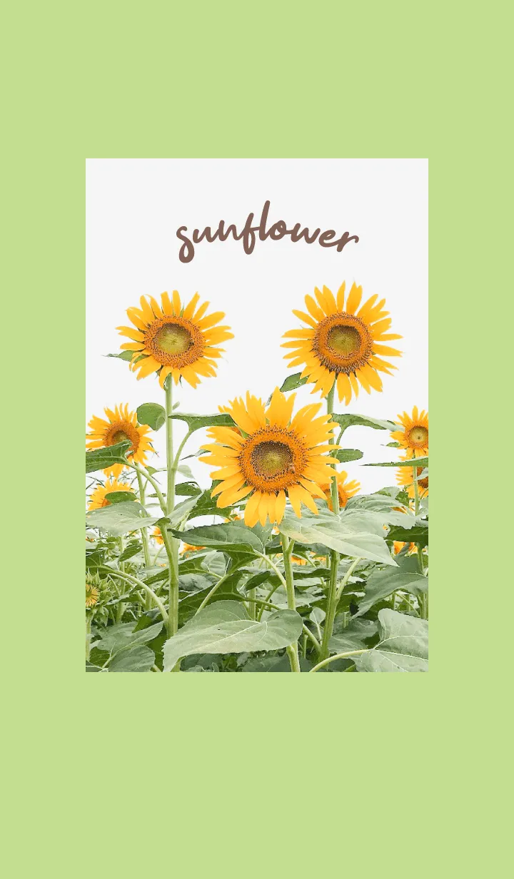 [LINE着せ替え] sunflower_03の画像1