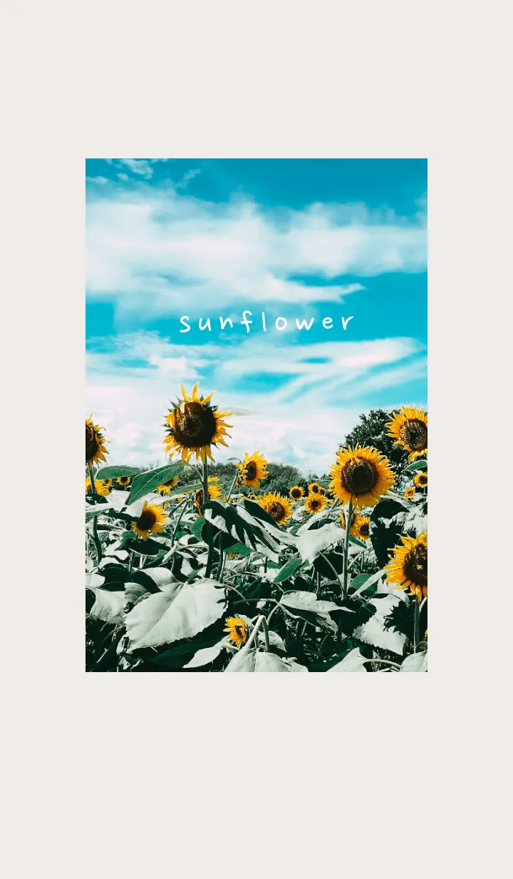 [LINE着せ替え] sunflower_01の画像1