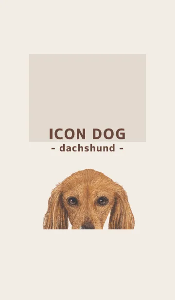 [LINE着せ替え] ICON DOG - ダックスフンド - BROWN/07の画像1