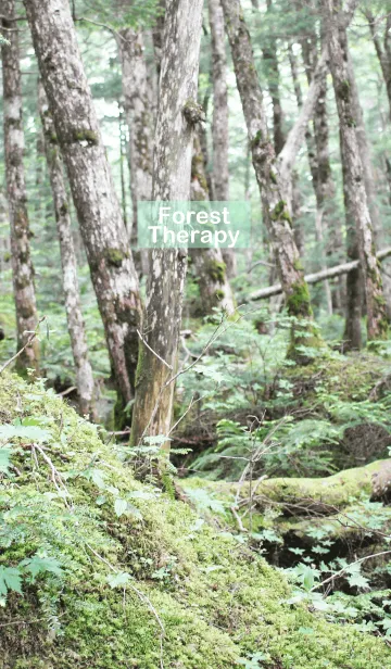 [LINE着せ替え] Forest Therapy.の画像1