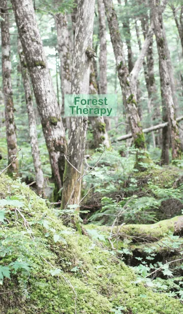 [LINE着せ替え] Forest Therapy 4の画像1