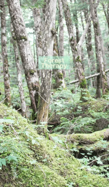 [LINE着せ替え] Forest Therapy 6の画像1