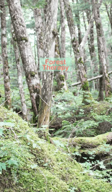 [LINE着せ替え] Forest Therapy 7の画像1