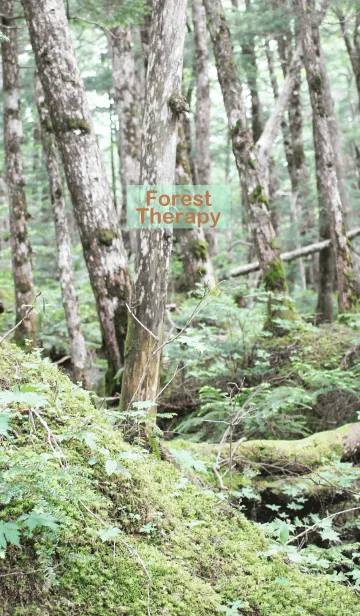 [LINE着せ替え] Forest Therapy 10の画像1